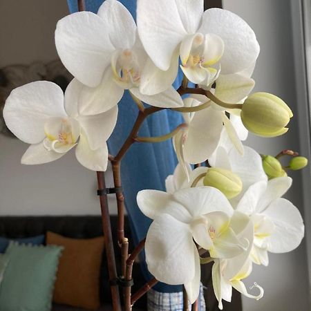 Libellula Apartman ヘーヴィーズ エクステリア 写真
