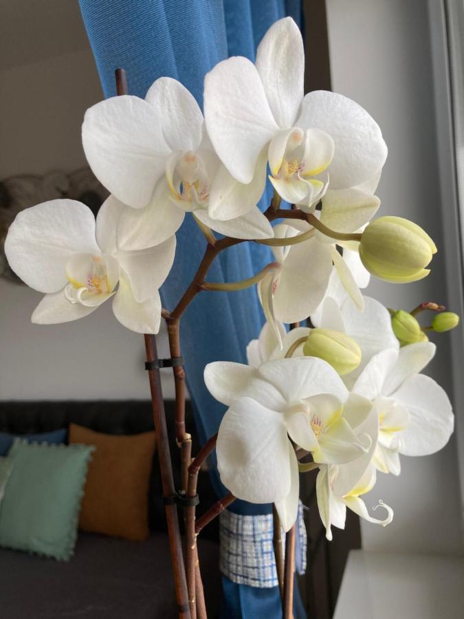 Libellula Apartman ヘーヴィーズ エクステリア 写真